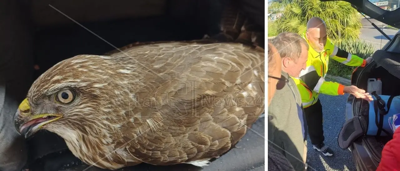 Poiana con ferita da arma da fuoco soccorsa nelle campagne del Reggino