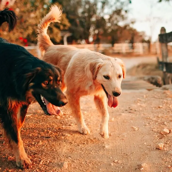 I cani del vicino abbaiano e lui tenta di ucciderli a colpi di carabina: pensionato denunciato nel Reggino