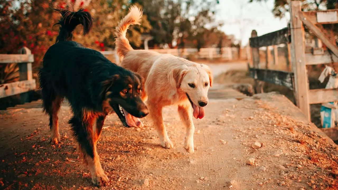 I cani del vicino abbaiano e lui tenta di ucciderli a colpi di carabina: pensionato denunciato nel Reggino