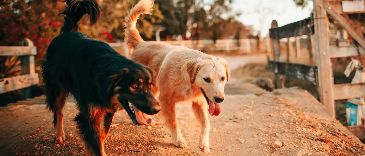 I cani del vicino abbaiano e lui tenta di ucciderli a colpi di carabina: pensionato denunciato nel Reggino