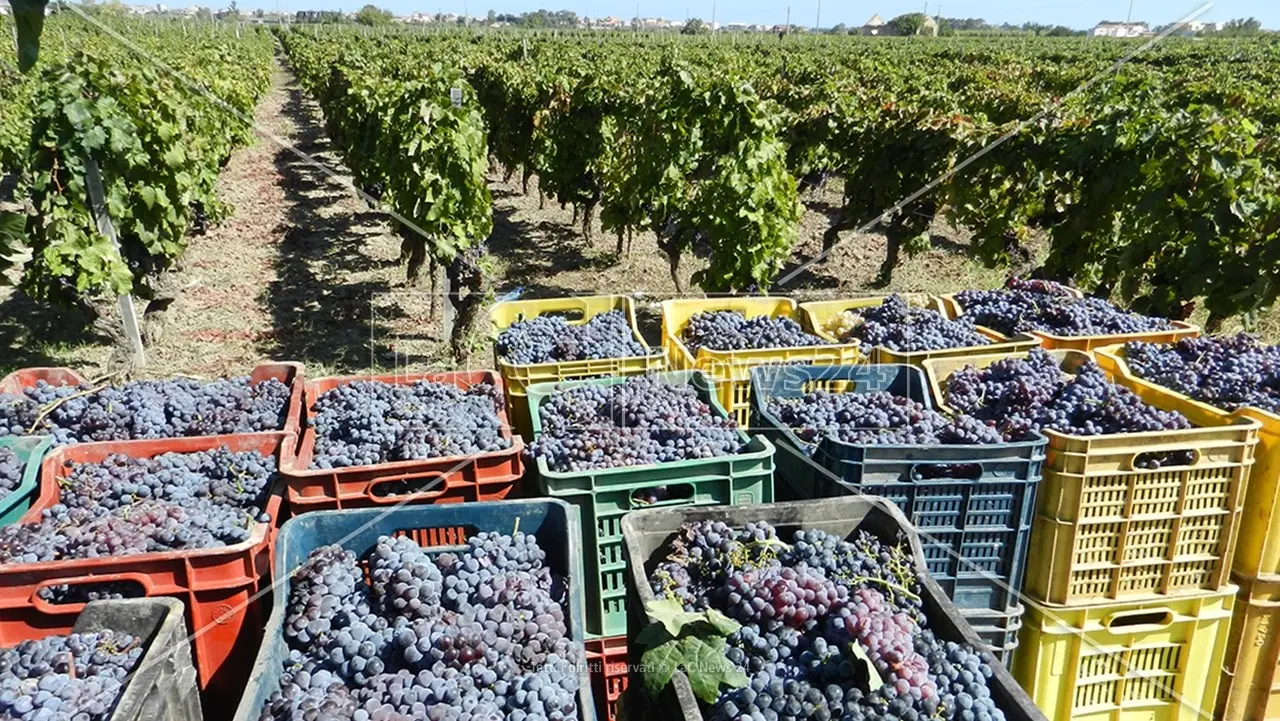 L’Italia punta sui vini Dop: nel 2022 hanno raggiunto il 48% della produzione totale. Veneto regione leader, Calabria in coda