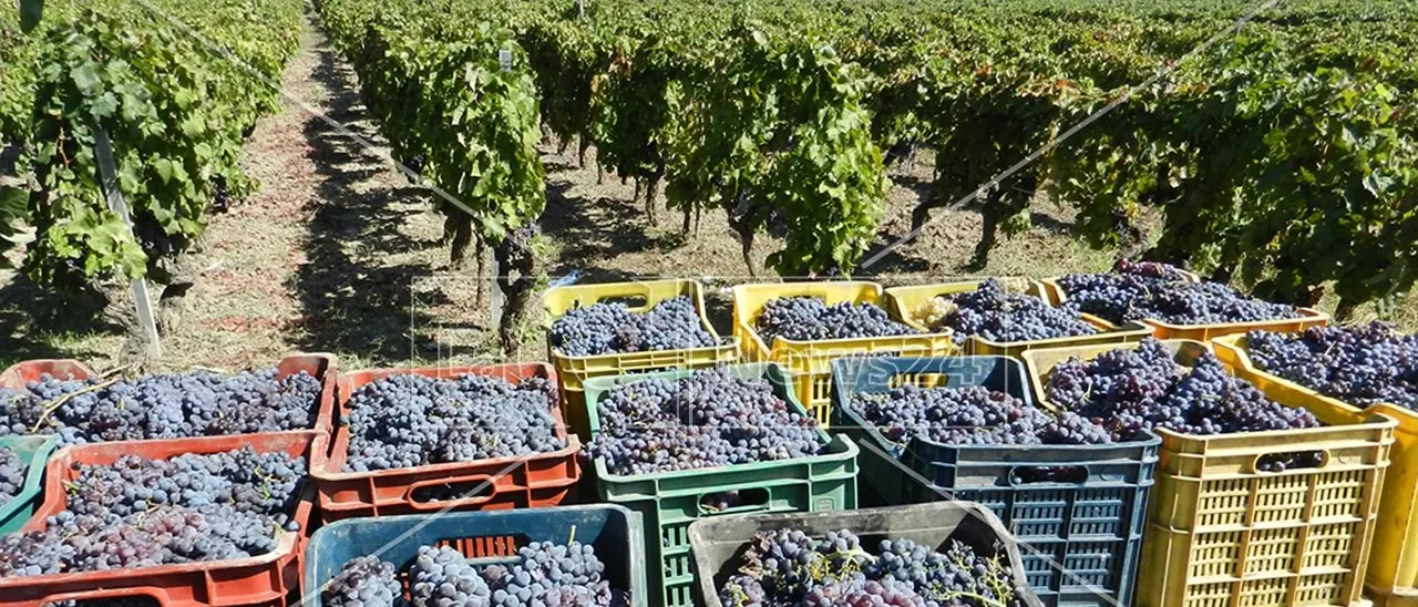 L’Italia punta sui vini Dop: nel 2022 hanno raggiunto il 48% della produzione totale. Veneto regione leader, Calabria in coda