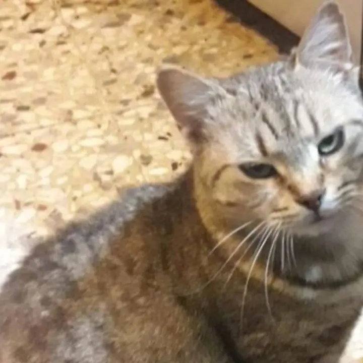 Tra le vie di Cervicati si aggira un killer di gatti. La denuncia di un residente: «Li uccide con una pistola ad aria compressa»