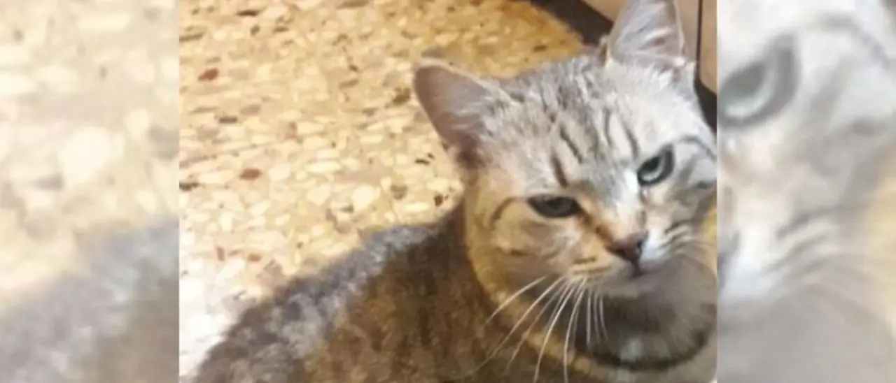 Tra le vie di Cervicati si aggira un killer di gatti. La denuncia di un residente: «Li uccide con una pistola ad aria compressa»