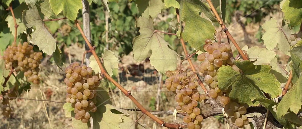 Boom di bollicine per l’export del vino italiano: il veneto Prosecco leader assoluto, quote importanti per il piemontese Asti