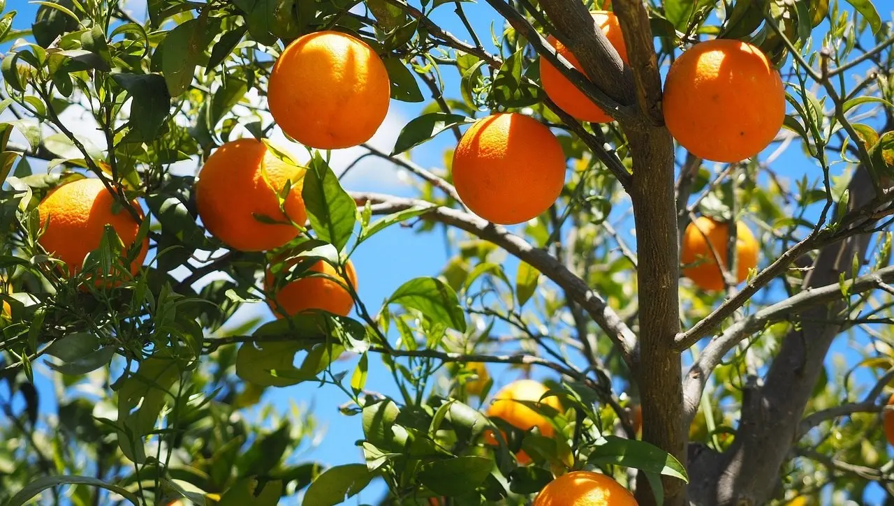 Le arance calabresi acquistate dai produttori siciliani e vendute col (loro) marchio Igp: tutti i paradossi di un’eccellenza in declino