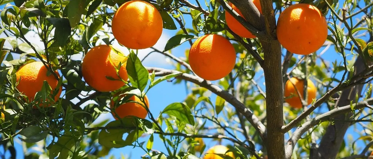 Le arance calabresi acquistate dai produttori siciliani e vendute col (loro) marchio Igp: tutti i paradossi di un’eccellenza in declino