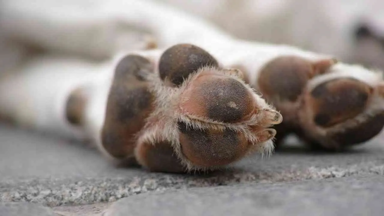 Corigliano Rossano, cagnolina massacrata a colpi di pietre e bastone: presentata denuncia