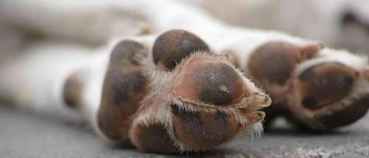 Corigliano Rossano, cagnolina massacrata a colpi di pietre e bastone: presentata denuncia