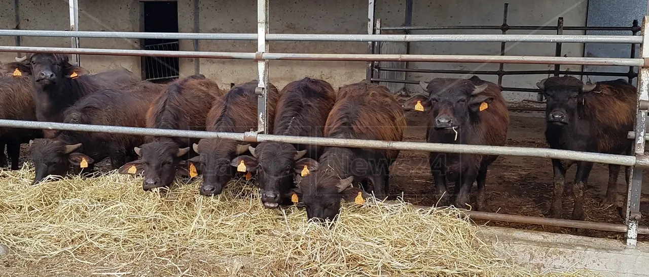 Difendere l’economia agricola italiana: nel 2022 fatturato di 621 miliardi ma l’import supera l’export