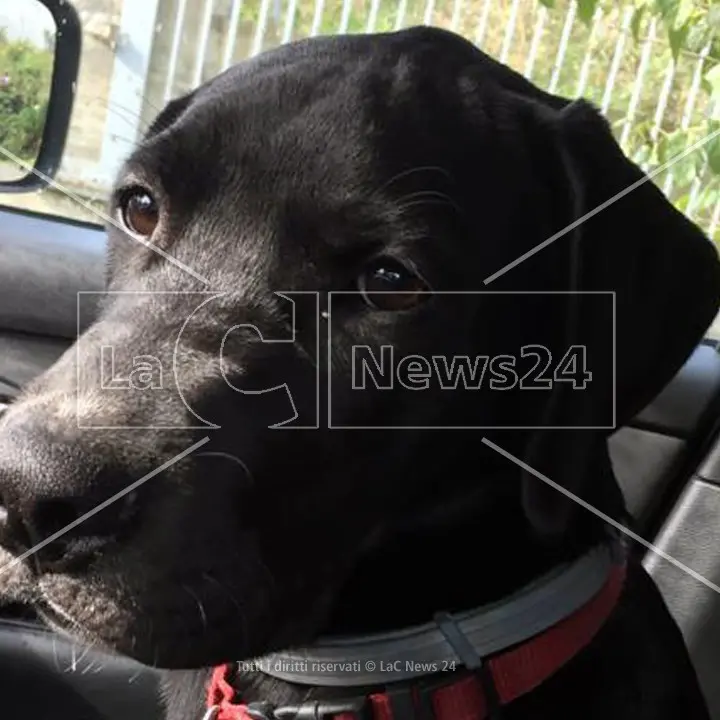 Fuscaldo, ucciso con una fucilata un cane che si era allontanato da casa. Il Comune: «Non rimarremo indifferenti»
