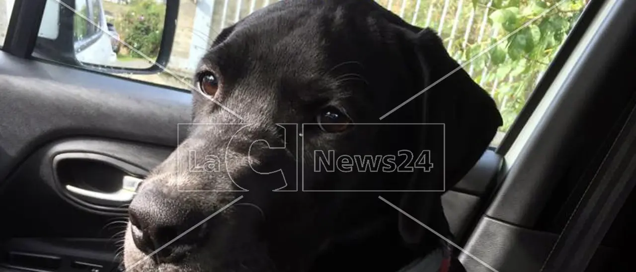 Fuscaldo, ucciso con una fucilata un cane che si era allontanato da casa. Il Comune: «Non rimarremo indifferenti»