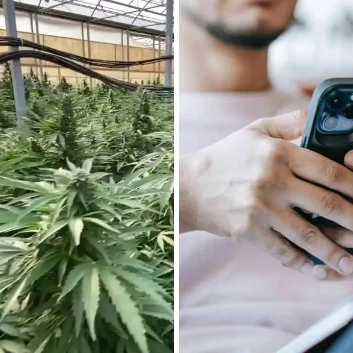«Ci siamo solo noi e la pampina», le indagini partite dal gruppo WhatsApp “I cannabinoidi” usato per la gestione dello spaccio