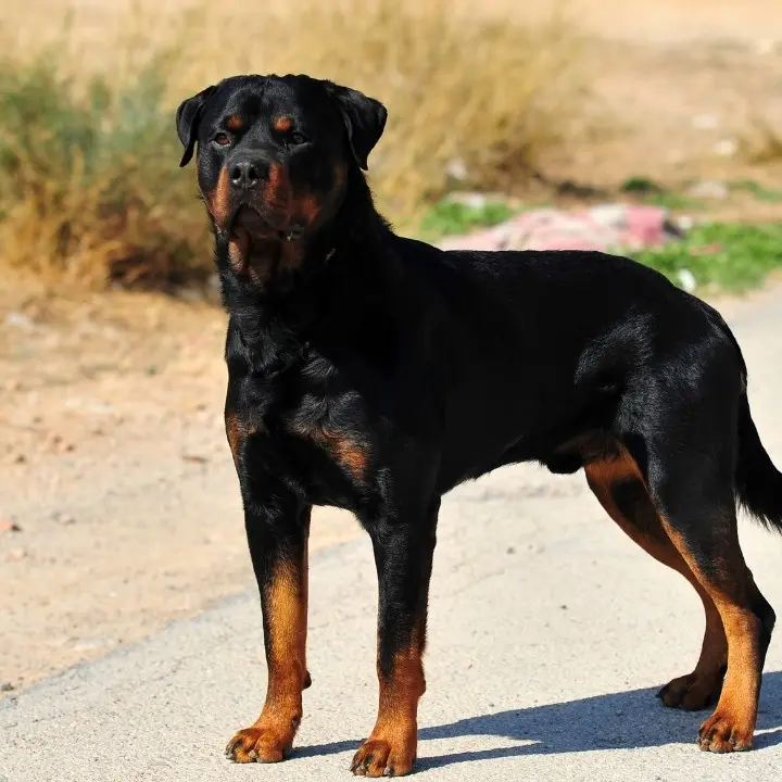 Sbranato da rottweiler mentre fa jogging, uomo trovato morto nel parco di Manziana