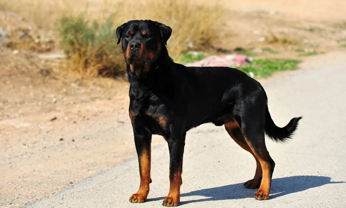 Sbranato da rottweiler mentre fa jogging, uomo trovato morto nel parco di Manziana