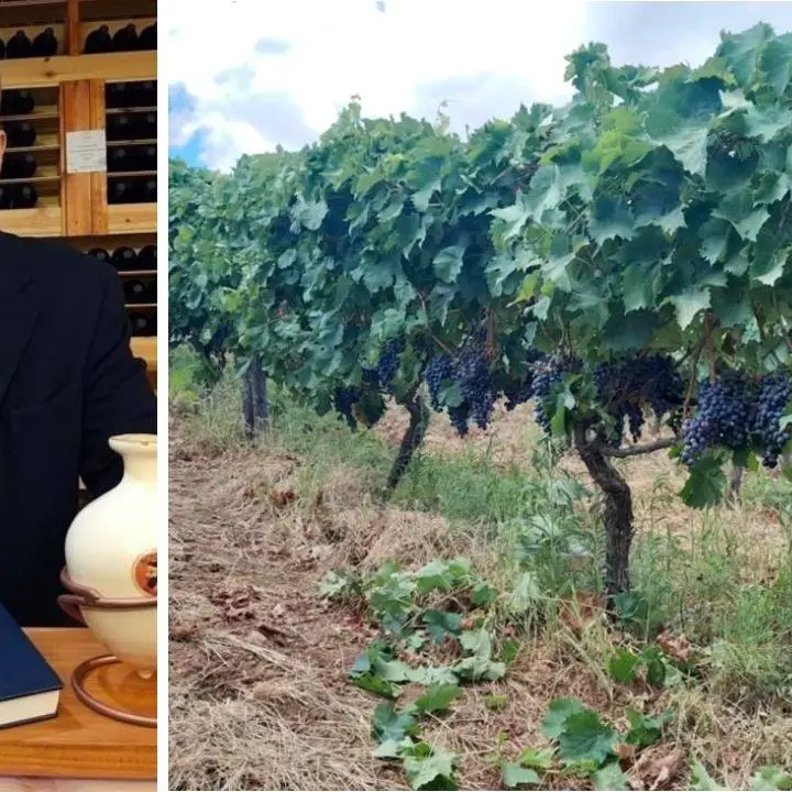 Il giovane archeologo del vino che ha scelto di restare in Calabria per rilanciare la vite introdotta dai greci e ora in via di estinzione