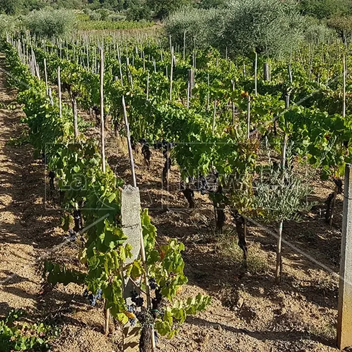 La sola Toscana conta più agriturismi di tutto il Sud che però si colora di rosa: anche in Calabria record di donne imprenditrici