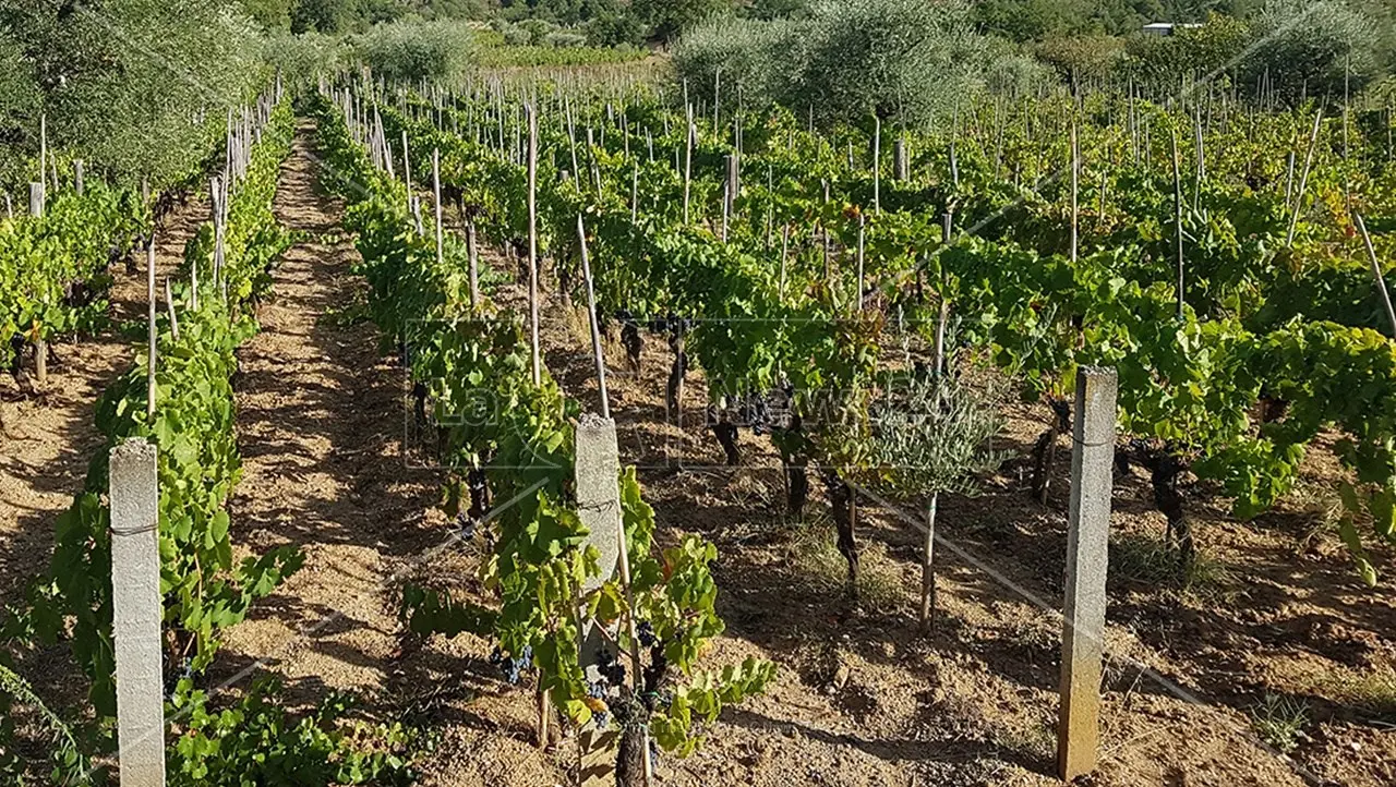 La sola Toscana conta più agriturismi di tutto il Sud che però si colora di rosa: anche in Calabria record di donne imprenditrici