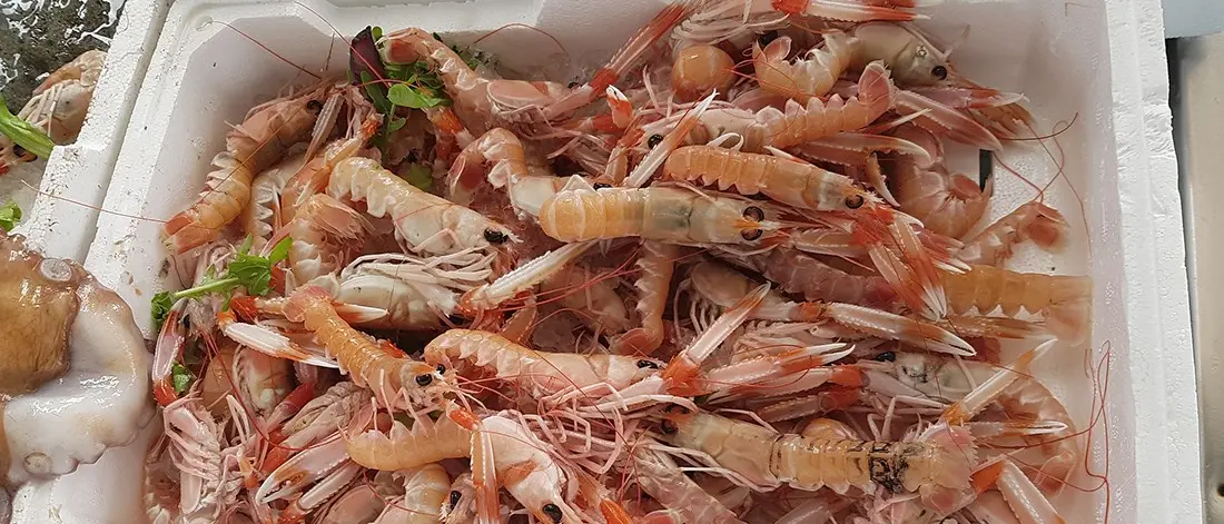 Economia della pesca trainata da Puglia, Sicilia e Veneto. Calabria tredicesima per valore e decima per tonnellate catturate