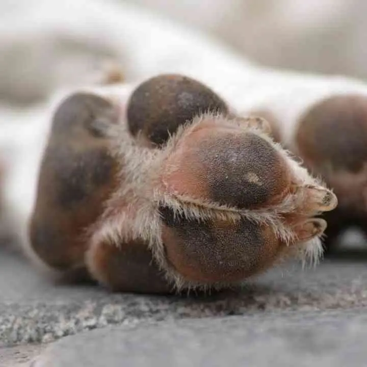 Cani avvelenati e uccisi in Aspromonte, l’associazione Aidaa: «Colpiti con zappe e martelli»