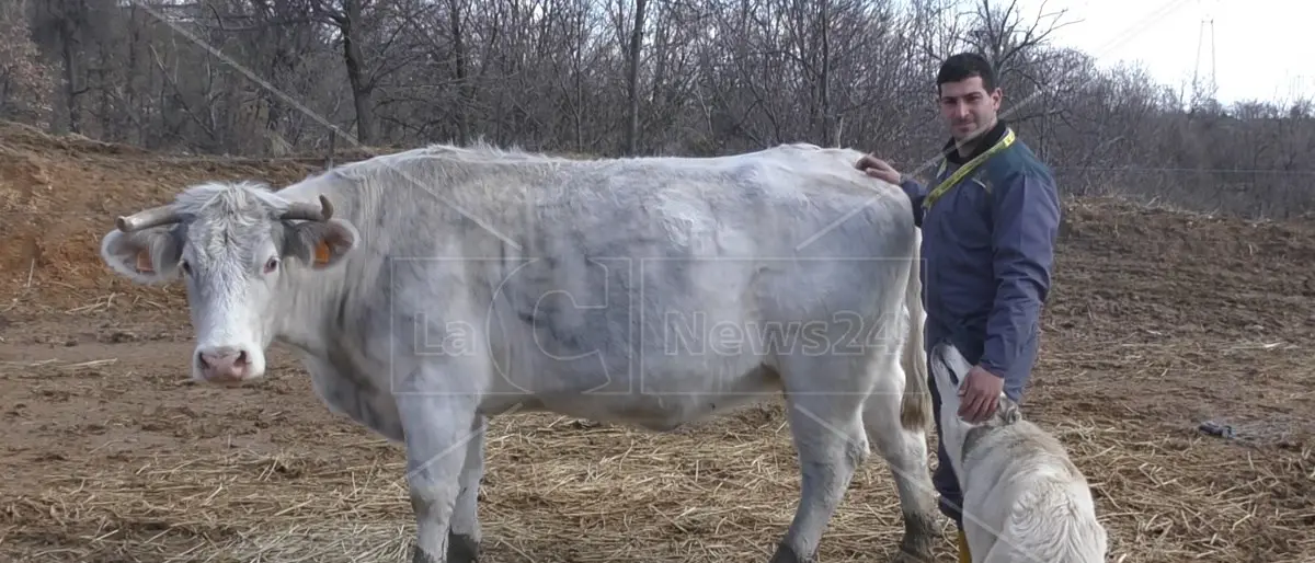 Regione Calabria, in liquidazione pagamenti per oltre 8 milioni in favore di allevatori e agricoltori