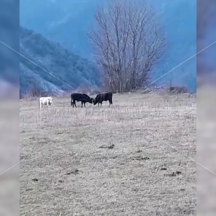“Vacche sacre” fuori controllo a Verbicaro, il sindaco convoca un tavolo tecnico con la Prefettura