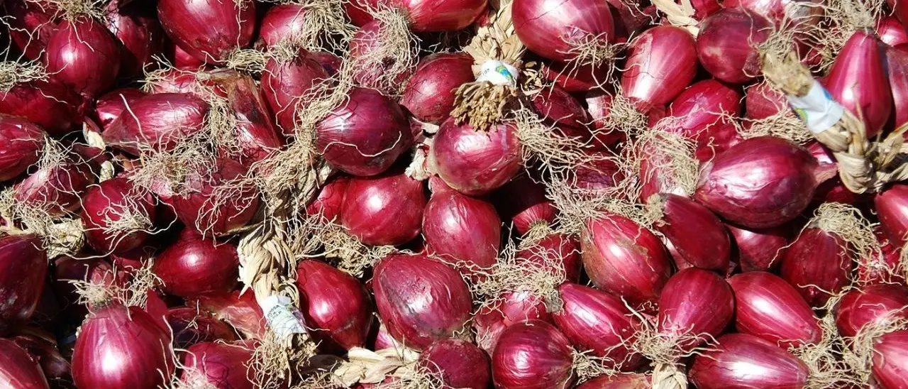 Cipolla Igp di Tropea, la regina “rossa” della Calabria ha un valore al consumo di 60 milioni di euro