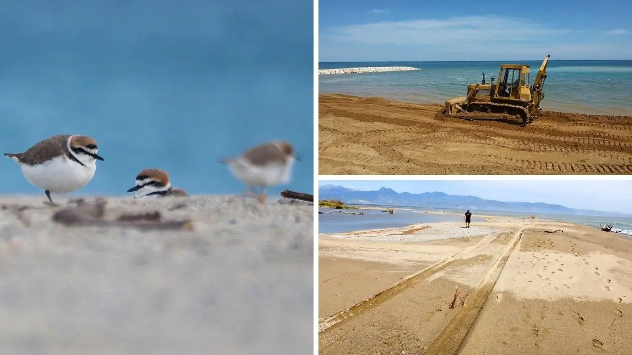 Pulizia spiagge, la Lipu a 51 Comuni calabresi: «No mezzi meccanici, si tutelino il fratino e corriere piccolo»
