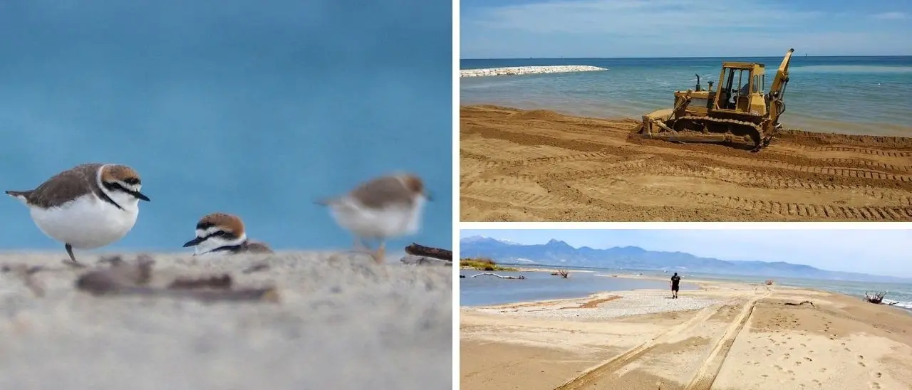 Pulizia spiagge, la Lipu a 51 Comuni calabresi: «No mezzi meccanici, si tutelino il fratino e corriere piccolo»