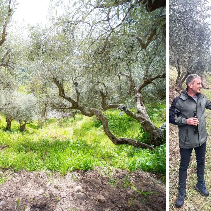 Ulivi a strapiombo tra rocce millenarie, l’agricoltura eroica di Antonio simbolo di una Calabria che non si arrende