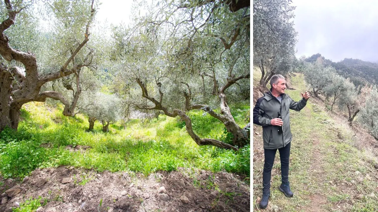 Ulivi a strapiombo tra rocce millenarie, l’agricoltura eroica di Antonio simbolo di una Calabria che non si arrende