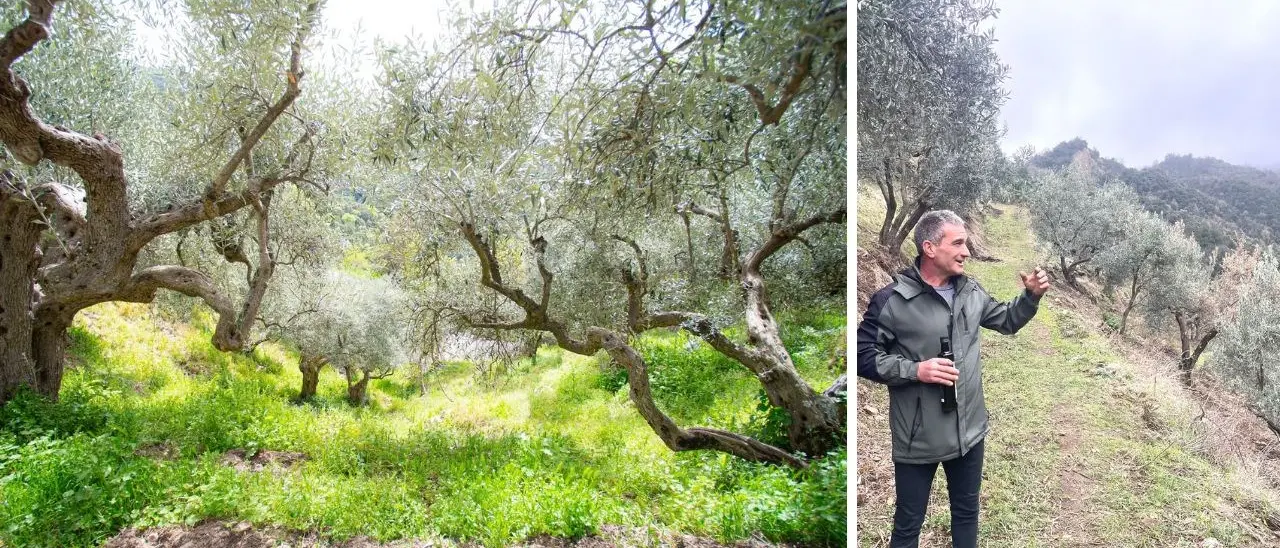 Ulivi a strapiombo tra rocce millenarie, l’agricoltura eroica di Antonio simbolo di una Calabria che non si arrende