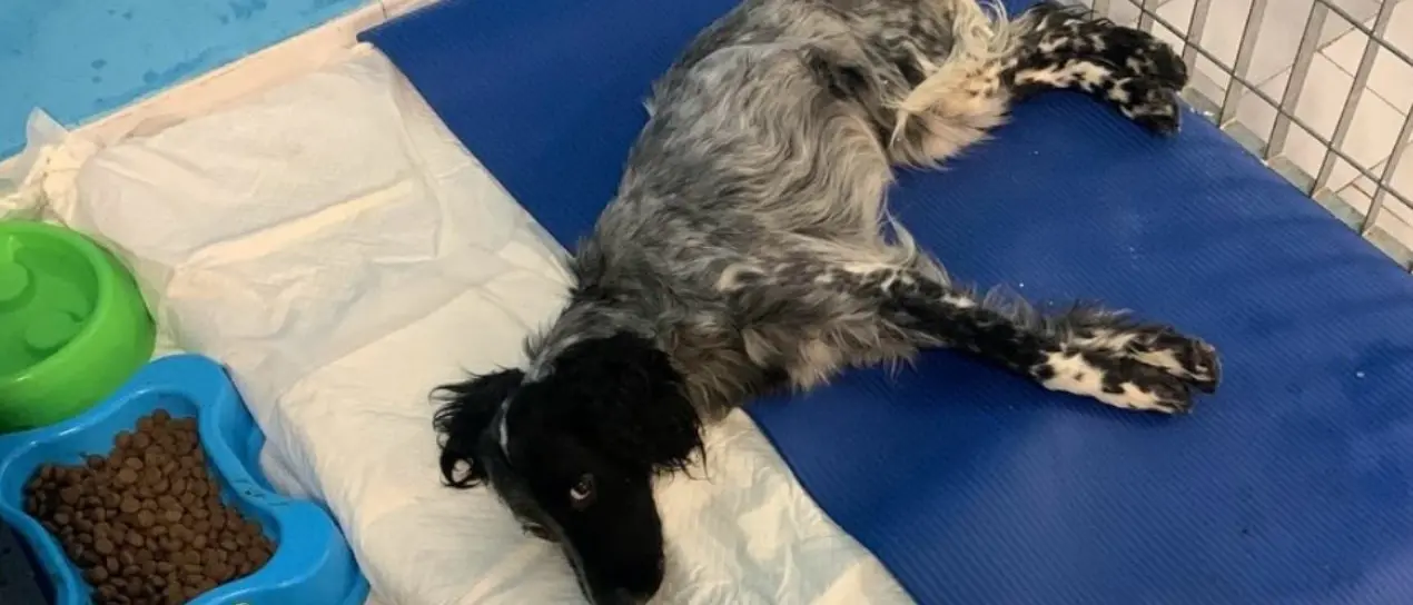 Cagnolina ferita accalappiata nel Vibonese, l’Oipa presenta un esposto: «Lasciata sofferente nel box sanitario»