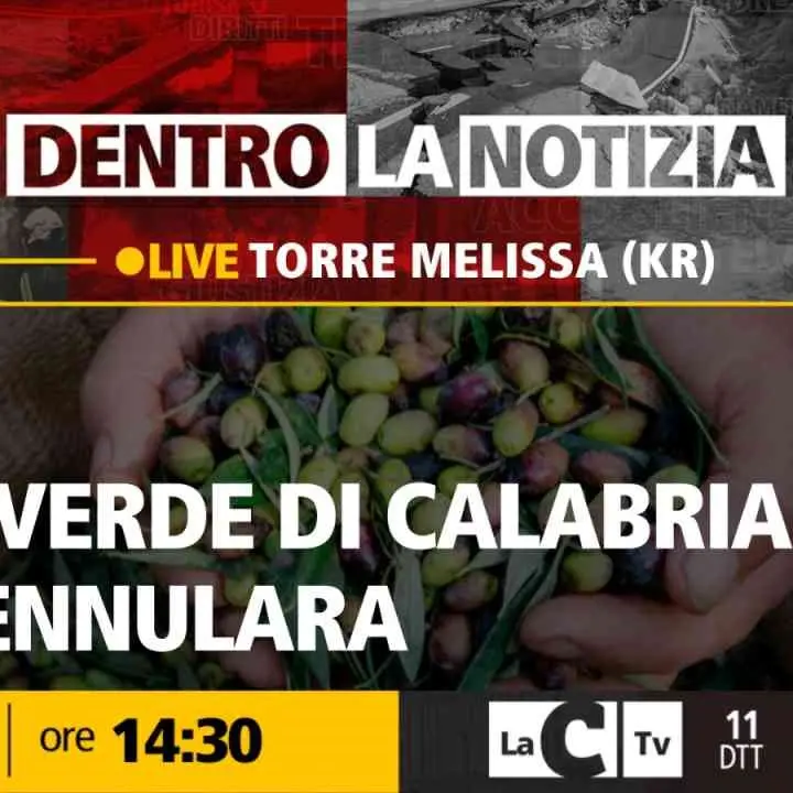 L’oliva pennulara, nel Crotonese un vero e proprio tesoro di Calabria: focus a Dentro la Notizia