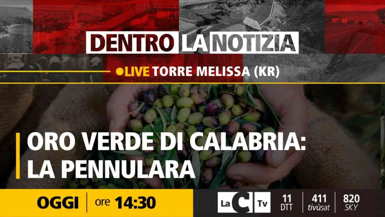 L’oliva pennulara, nel Crotonese un vero e proprio tesoro di Calabria: focus a Dentro la Notizia