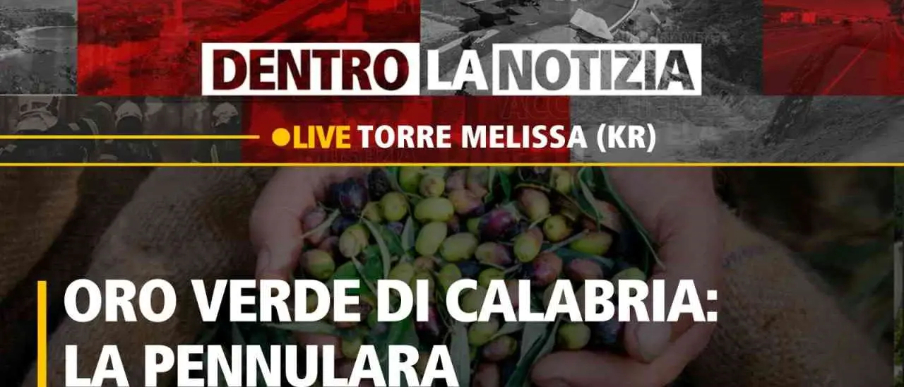 L’oliva pennulara, nel Crotonese un vero e proprio tesoro di Calabria: focus a Dentro la Notizia