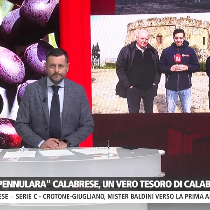 La “pennulara”, una straordinaria varietà di olivo made in Calabria