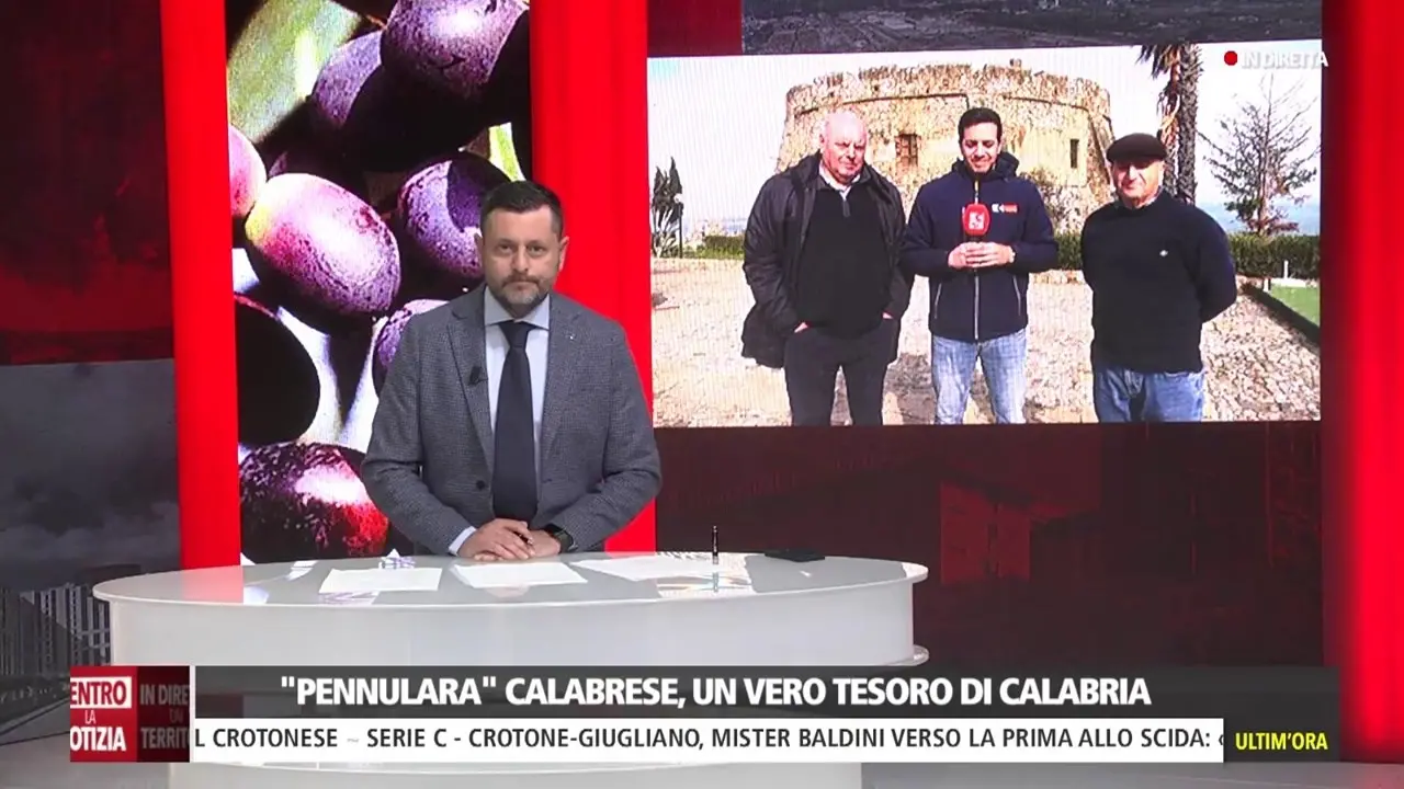 La “pennulara”, una straordinaria varietà di olivo made in Calabria