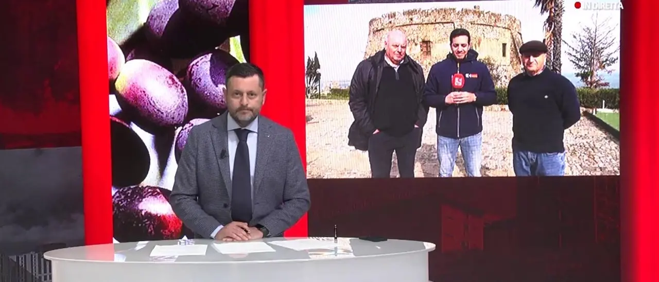 La “pennulara”, una straordinaria varietà di olivo made in Calabria