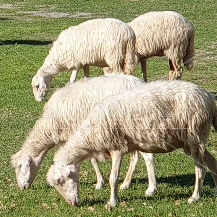 Lombardia, Emilia e Veneto i giganti del latte in Italia. Calabria 13esima con un peso maggiore nella produzione di quello di pecora