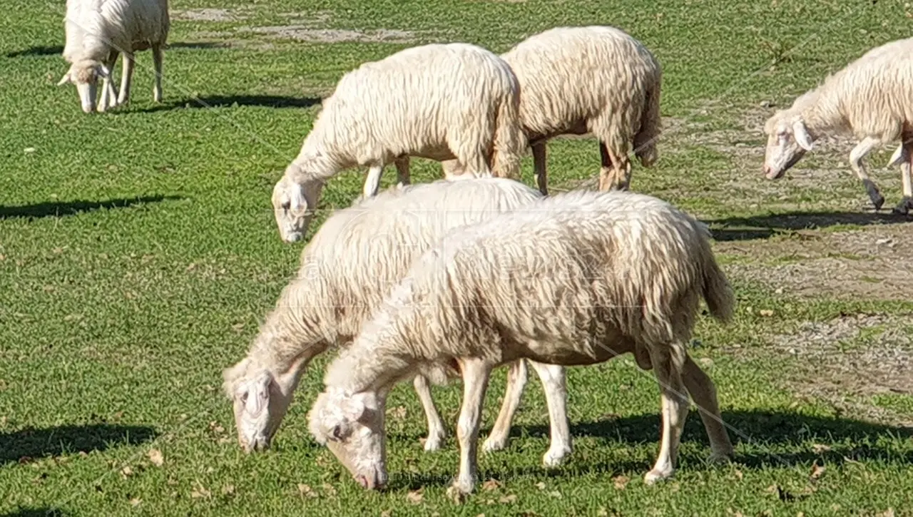 Lombardia, Emilia e Veneto i giganti del latte in Italia. Calabria 13esima con un peso maggiore nella produzione di quello di pecora