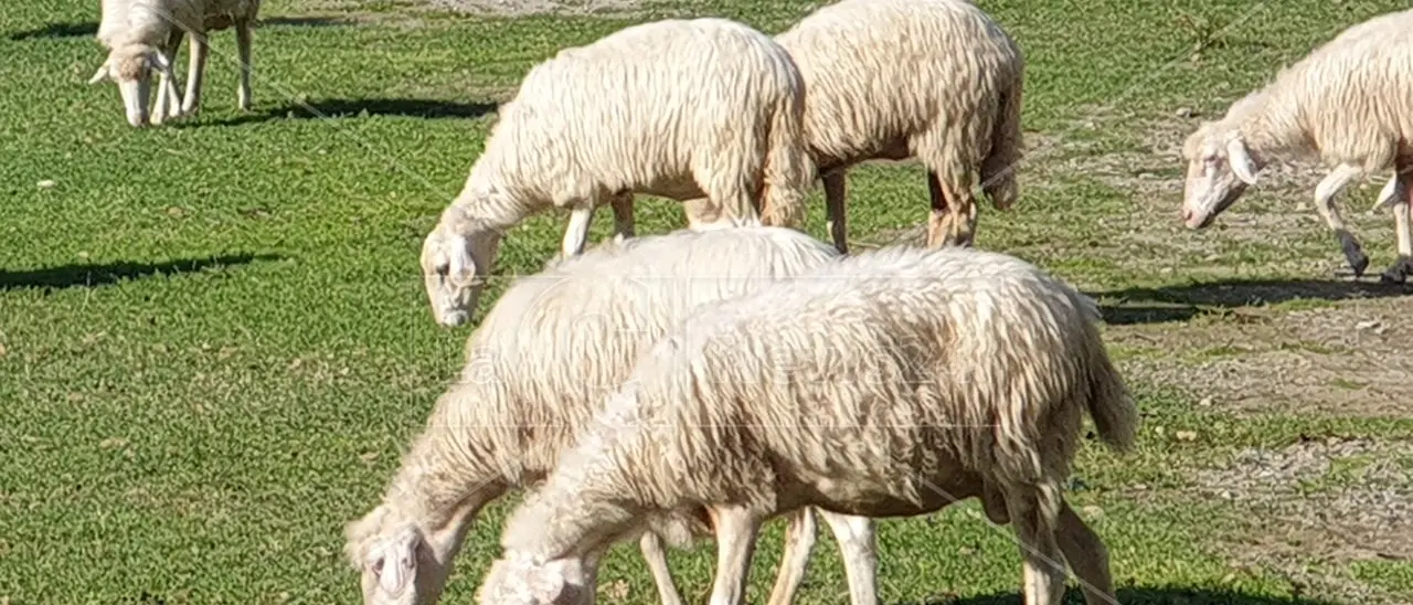 Lombardia, Emilia e Veneto i giganti del latte in Italia. Calabria 13esima con un peso maggiore nella produzione di quello di pecora