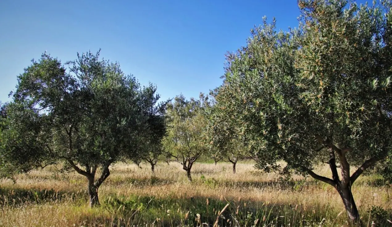 Alberi secolari tagliati e dati alle fiamme, atto vandalico ad azienda di Rosarno