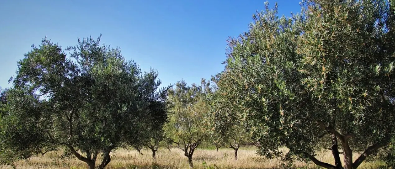 Alberi secolari tagliati e dati alle fiamme, atto vandalico ad azienda di Rosarno