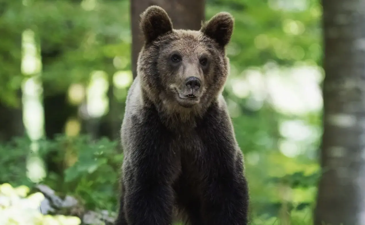 Trentino, approvata la legge che regolamenta l’abbattimento di orsi problematici: se ne potranno uccidere 8 all’anno