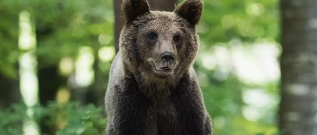Trentino, approvata la legge che regolamenta l’abbattimento di orsi problematici: se ne potranno uccidere 8 all’anno