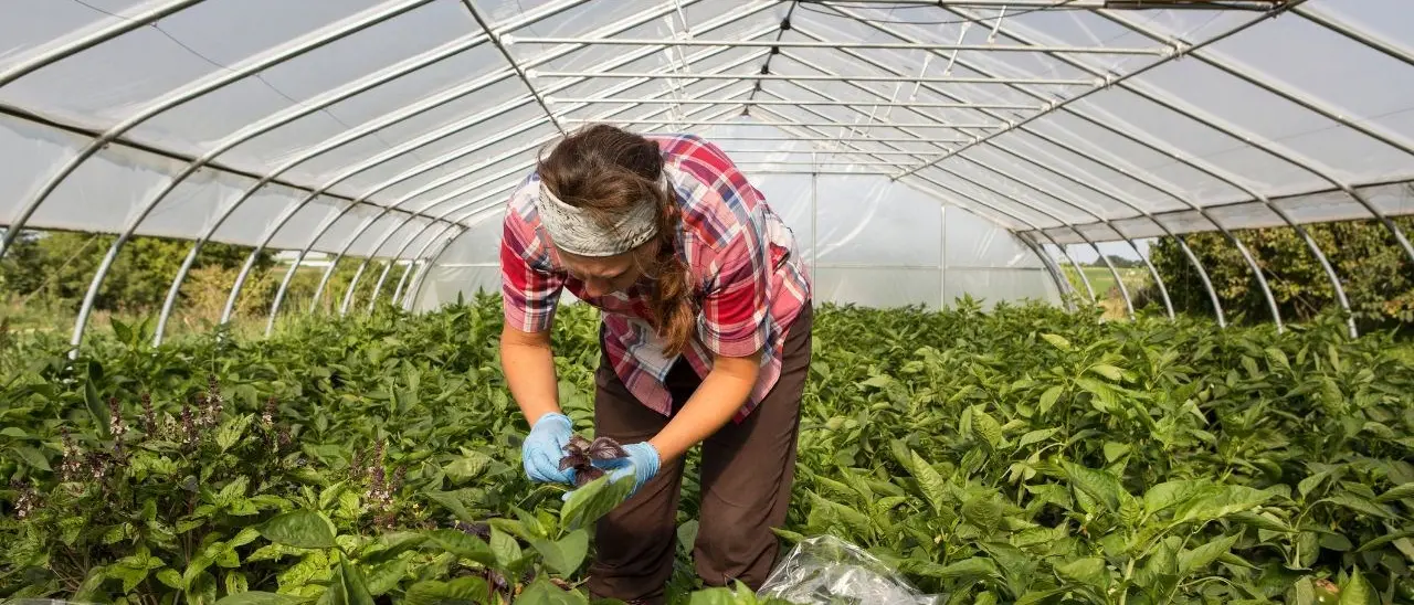 In Calabria il lavoro è precario: 9 contratti su 10 sono a tempo determinato. Braccianti e camerieri quasi tutti stagionali