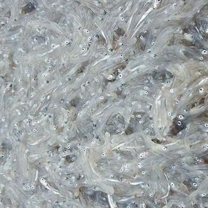 Corigliano Rossano, i finanzieri sequestrano più di 600 chili di novellame di sarda