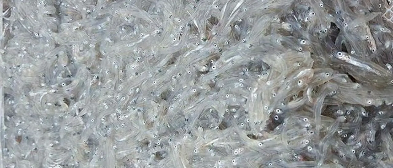 Corigliano Rossano, i finanzieri sequestrano più di 600 chili di novellame di sarda