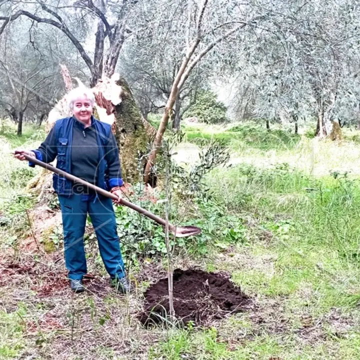 Nuovi ulivi al posto di quelli tagliati e bruciati, l’abbraccio solidale all’imprenditrice di Rosarno vittima negli anni di diverse intimidazioni